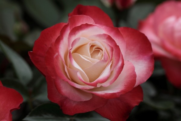 Rosa 'Nostalgie' Theeroos