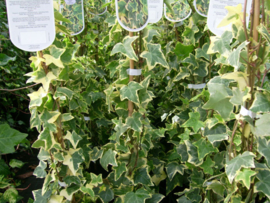 Hedera helix 'Goldchild' bonte klimop