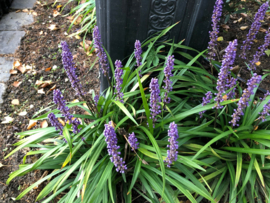 Liriope muscari 'Moneymaker' - Leliegras