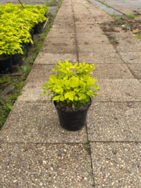 Choisya ternata 'Sundance' (Mexicaanse oranjebloesem)