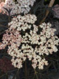 Sambucus nigra ‘Black Lace’ - Zwarte vlier struikvorm 150-200 cm.