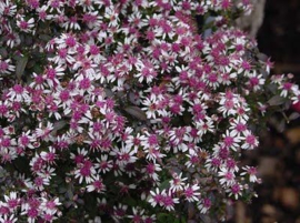 Aster l. 'Lady in Black' - Herfstaster