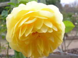 Rosa Diamond Jubilee gele theeroos