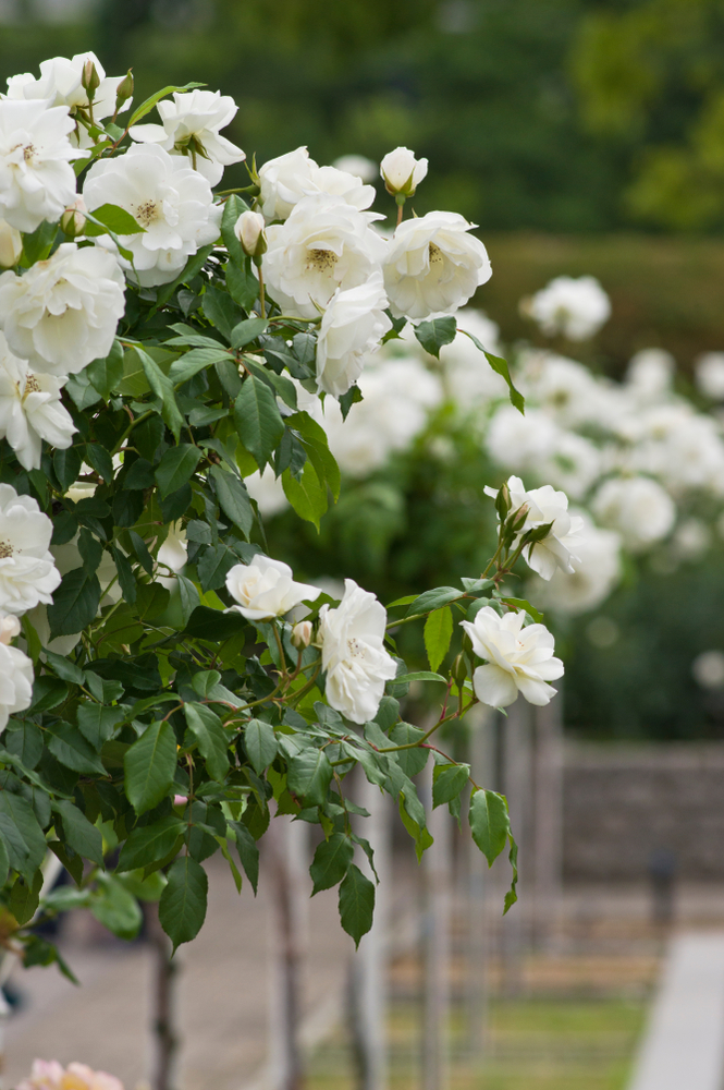Rosa Schneewittchen stamroos