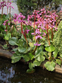 Bergenia cordifolia - Schoenlappersplant