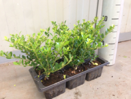 Ilex crenata Green Hedge - Buxus vervanger