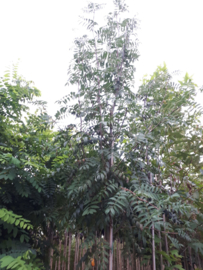 Sorbus aucuparia - Gewone lijsterbes