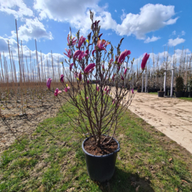 Magnolia 'Susan' beverboom  125-150 cm.