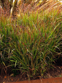 Panicum virgatum 'Shenandoah' - Vingergras