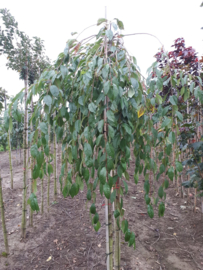 Prunus yedoensis ivensii - Witte treurkers 