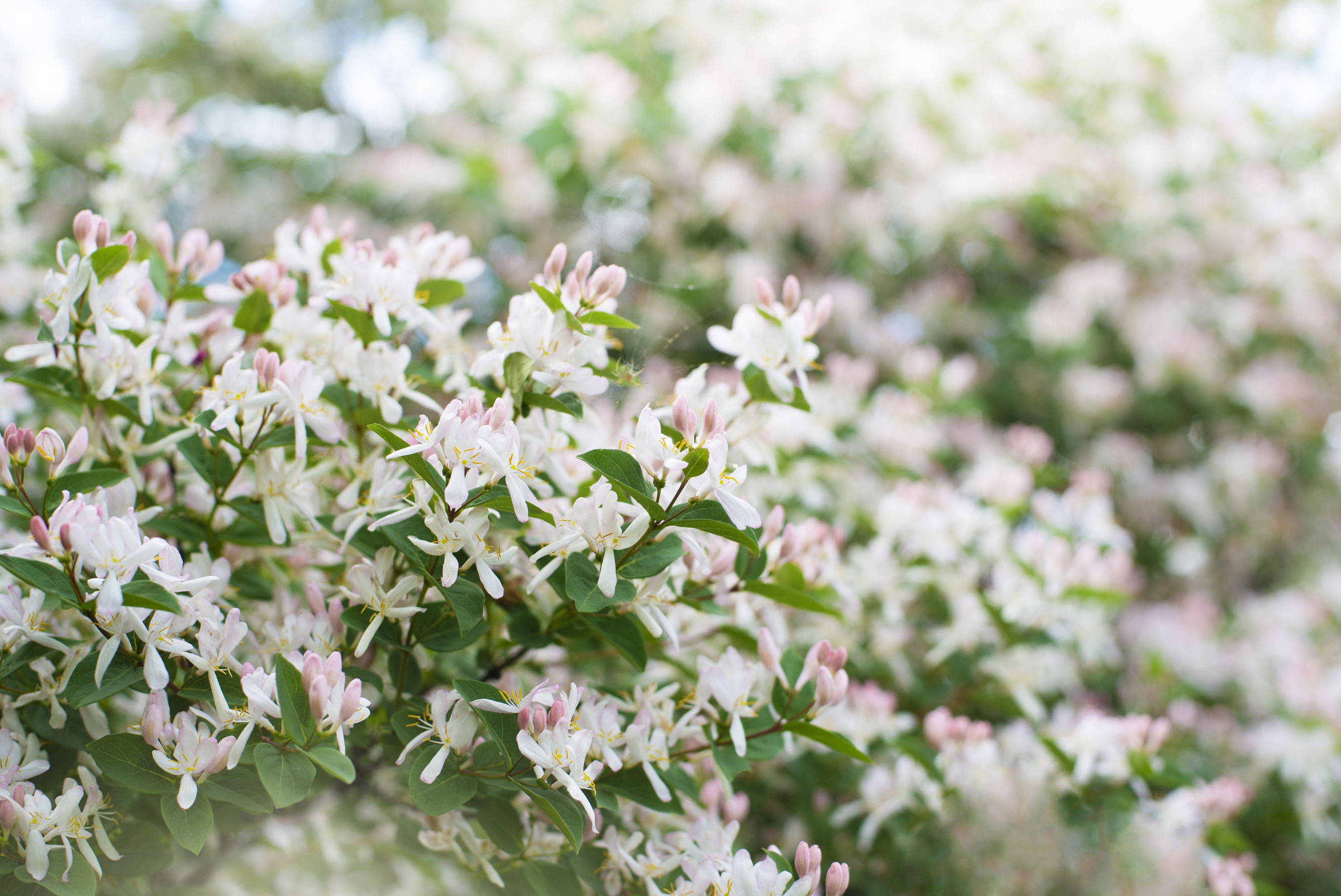 Abelia grandiflora