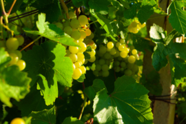 Witte druif Vitis 'Fanny'