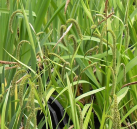 Carex pendula - hangende zegge  of treurzegge