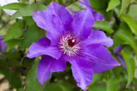 Clematis 'The President'