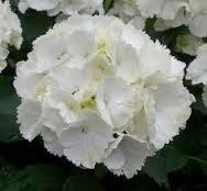 Hydrangea 'Snowball' Witte hortensia