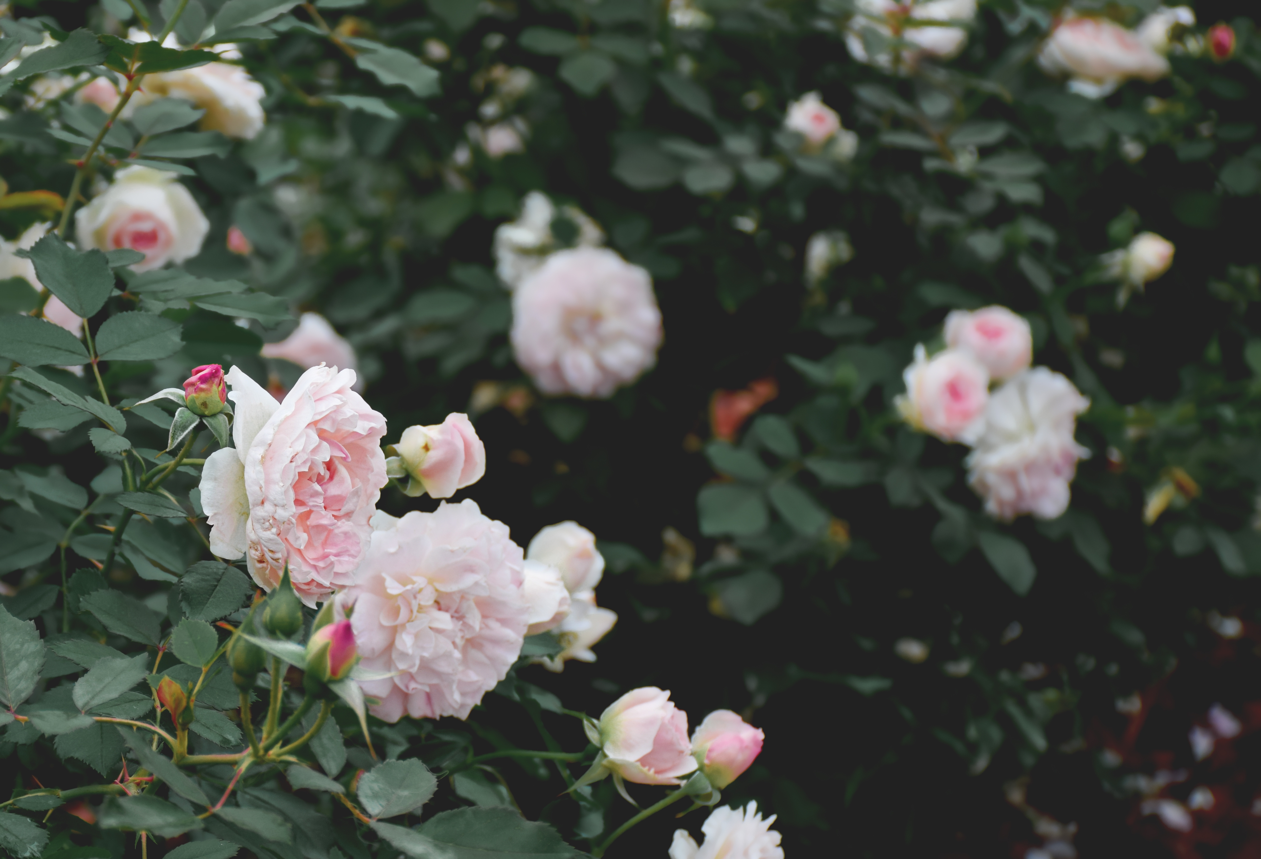Rosa Guirlande Rose