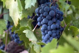 Blauwe druif Vitis 'Black Alicante'