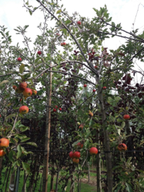 Appel boom Malus dom. 'Golden Delcious' oude fruitboom
