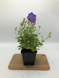 Campanula carp. 'Blaue Clips'