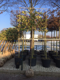 Prunus laur. ‘Novita’ Leivorm leiboom groenblijvend