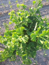 Japanse notenboom (Ginkgo biloba 'Mariken')