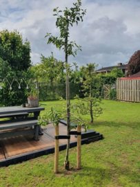 Appel boom Malus dom. 'Golden Delcious' oude fruitboom