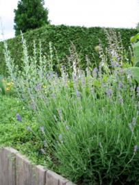 Lavendel (Lavandula) ang. 'Dwarf Blue'