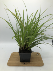 Carex morrowii 'Variegata' - Zegge