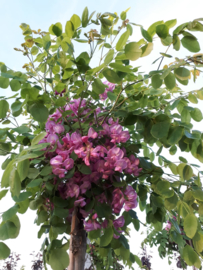 Robinia Hispida - Acacia