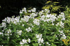 Phlox (P) 'Rembrandt'