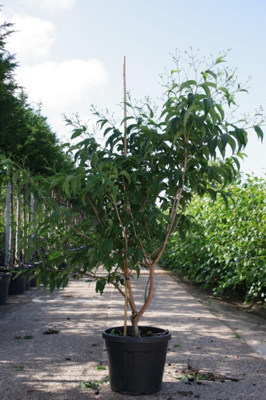 Heptacodium miconioides - Zevenzonenboom struikvorm 150-200 cm.