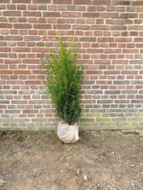 Taxus baccata                             80-100 cm