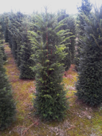 Taxus baccata 150-175 cm