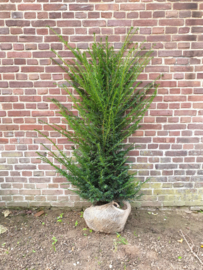 Taxus baccata                  125-150 cm