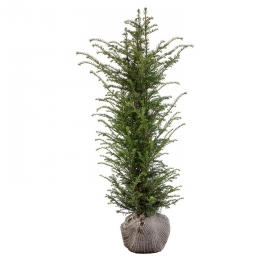 Taxus baccata 175-200 cm