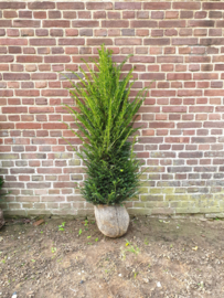 Taxus baccata 100-125 cm