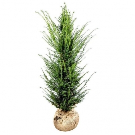 Taxus baccata 60-80 cm