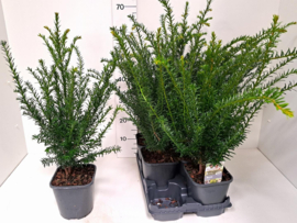 Taxus Baccata 30-40