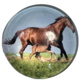 Glas cabochon 25mm: paard en veulen