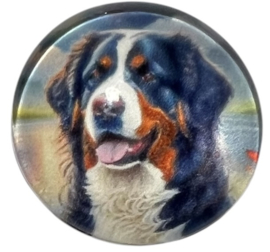 Glas cabochon 20mm: berner sennenhond