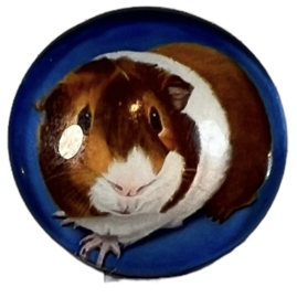 Glascabochon 20mm, cavia