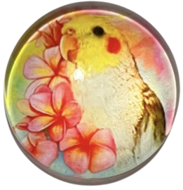 Glas cabochon 20mm: valkparkiet