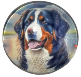 Glas cabochon 25mm: Berner sennenhond
