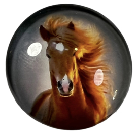 Glas cabochon 25mm: paard