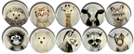 Glas cabochons 12 mm beestjes: 10 stuks