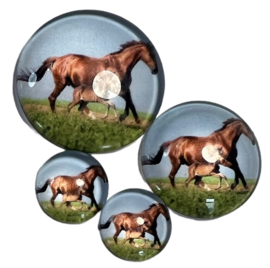 Glas cabochon 25mm: paard en veulen