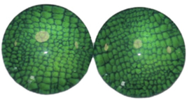 12 mm glascabochon reptiel groen, per 2 stuks
