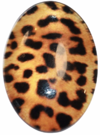 Glas cabochon panterprint 8 x 25 mm