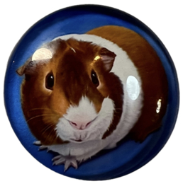 Glas cabochon 25mm: cavia