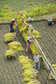 Japanse Rijst Iwate-Ken San Hitomebore Rice 5kg